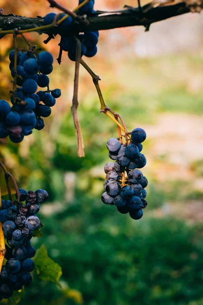 Isabella üzüm, şarap, üzüm yaprakları üzerinde bir demet