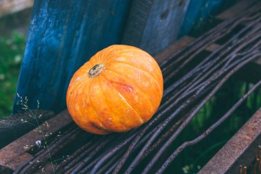 Metal çubuklar, bahçede, sonbaharda hasat üzerinde küçük bir kabak