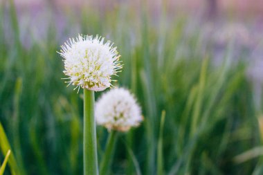 Parkta karahindiba çiçeği  