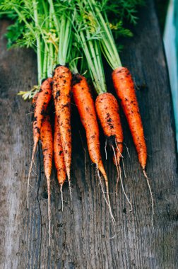 Taze havuç ile yeşil başında, bir ahşap arka plan, hasat, sonbahar