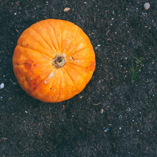 Small Pumpkin Garden Ground Autumn Harvest — Stock Photo, Image
