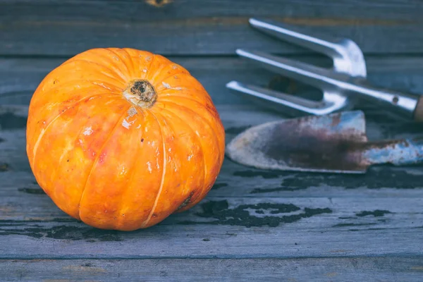 Small Pumpkin Wooden Background Garden Paddle Rake Autumn Harvest — Stock Photo, Image