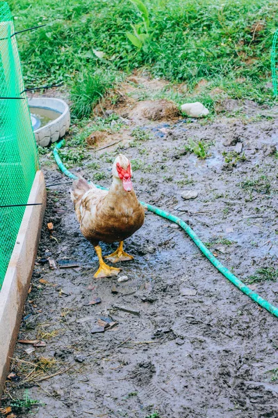 duck walking on wet ground at farm