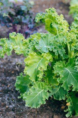 Yeşil ve mor lahana büyüyen ve sebze bahçesi