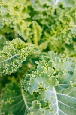 Yeşil lahana büyüyen ve sebze bahçesi