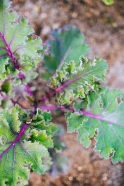 Mor lahana büyüyen ve sebze bahçesi