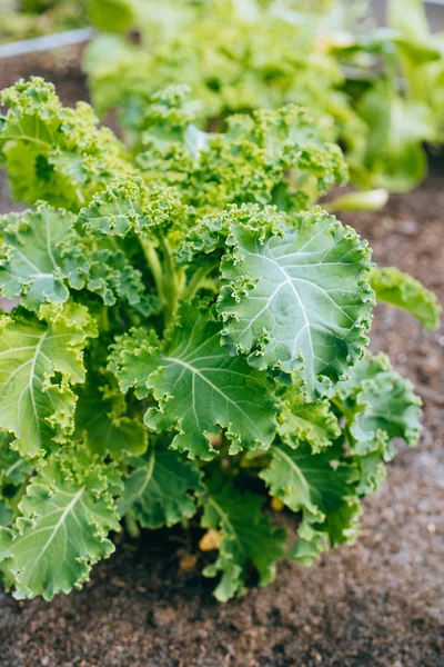 Growing Green Kale Vegetable Garden — Stock Photo, Image