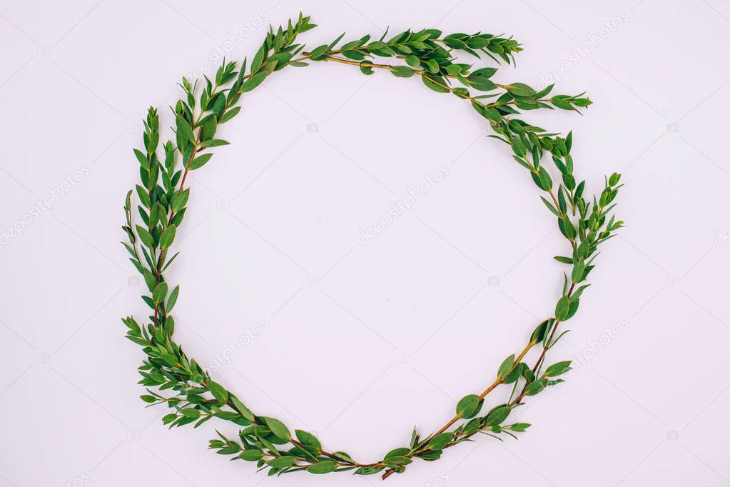 Flat lay frame of eucalyptus leaves on a white background. Minimalism.