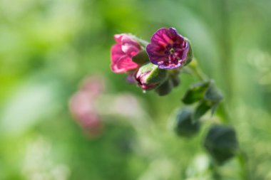 Yeşil yaprakları arka plan üzerinde kırmızı küçük çiçek. Yakın çekim