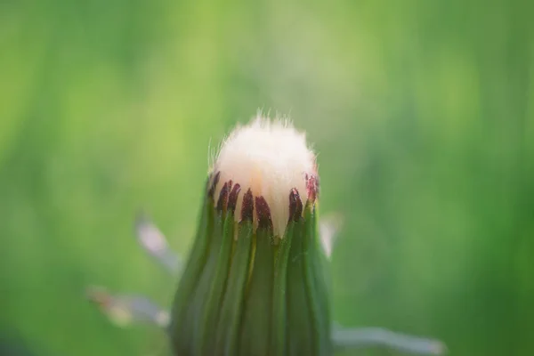 Yeşil bir arka plan üzerinde kabarık thistle, — Stok fotoğraf