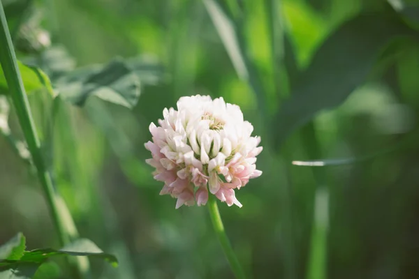 Gently pink clover flower on a background of green leaves