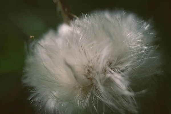 Yeşil bir arka plan üzerinde kabarık thistle, — Stok fotoğraf