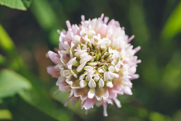 Gently pink clover flower on a background of green leaves