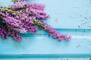 Dactylorhiza maculata bir ahşap mavi arka plan, Salepgiller, orkide üzerinde mor çiçekler