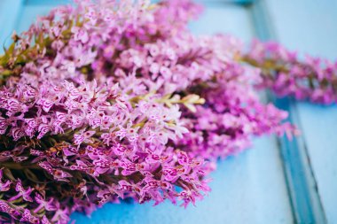 Ahşap mavi backgro üzerinde Dactylorhiza maculata menekşe çiçekleri
