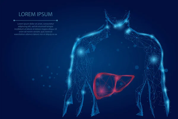 Línea Abstracta Punto Del Cuerpo Humano Con Hígado Salud Ciencia — Vector de stock