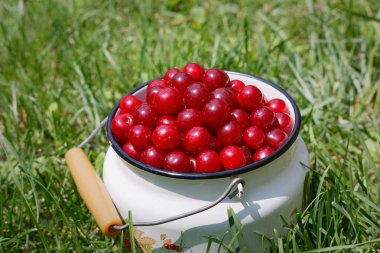 Prunus cerasus vişne meyve kendi bahçesinde 