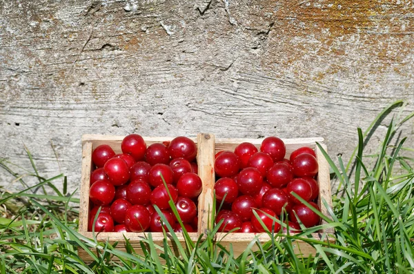 Prunus Cerasus Sour Cherry Fruit Garden — Stock Photo, Image