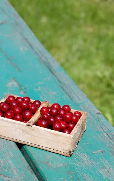 Harvesting sour cherrys fruit in their garden.  Top view photo taken in the Poland in summer garden