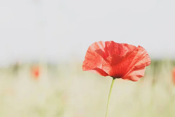 Makový Květ Rostliny Papaver Rozostřeného Pozadí — Stock fotografie