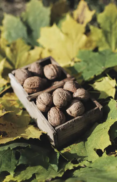 Herbst Stillleben Italienische Walnüsse Früchte Holzkorb Auf Ahornblättern Hintergrund — Stockfoto