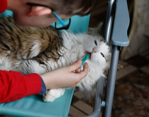 Menino Cuidar Seu Gato Dando Lhe Medicamento Usando Seringa — Fotografia de Stock