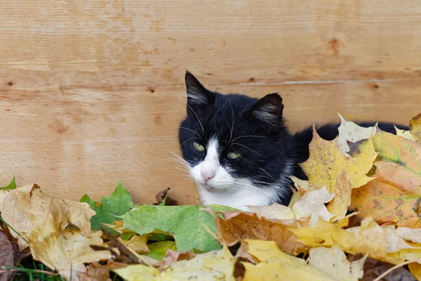 고양이는 나무판 나뭇잎으로 — 스톡 사진