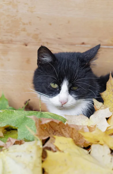 고양이는 나무판 나뭇잎으로 — 스톡 사진
