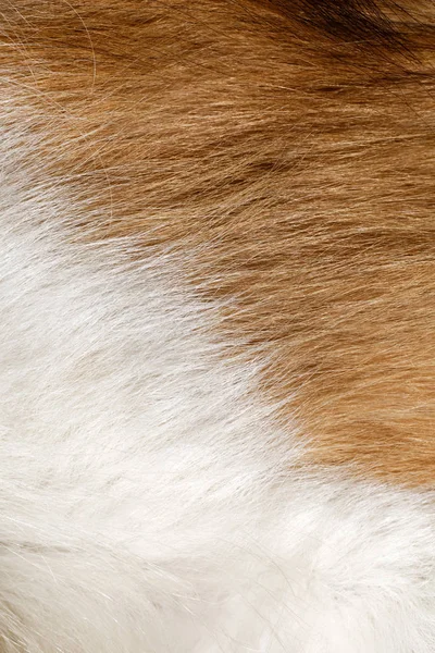 Колли Собака Мех Животного Фона Волос Крупным Планом — стоковое фото