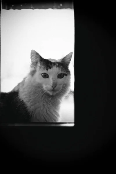 Schwarz Weiße Katze Schaut Durch Das Fenster Vor Der Haustür — Stockfoto