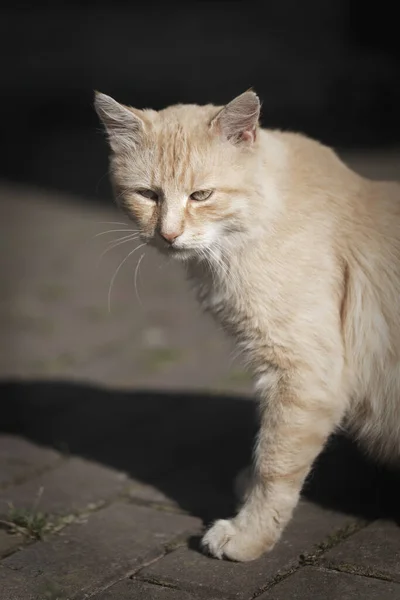 家猫动物肖像 姜黄猫咪 — 图库照片