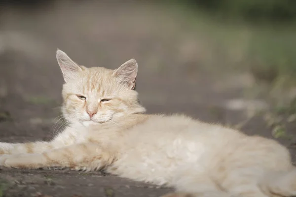 Retrato Animal Gato Gatinho Doméstico Ginger Felino Descansando Desfocado Fundo — Fotografia de Stock