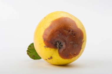 beyaz arkaplanda elmalar