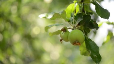 bir elma dal. Elma ağacı. elma büyür
