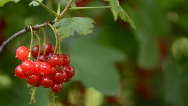 Grosella Roja Cerca Grosella Crece Una Rama — Vídeo de stock