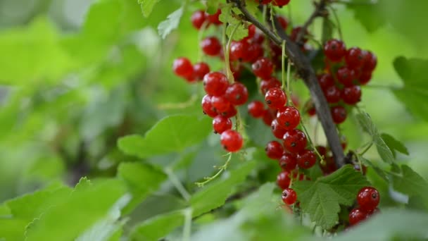 Primo Piano Del Ribes Rosso Ribes Cresce Ramo — Video Stock