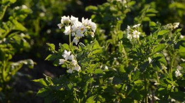 patates bush bahçede büyür