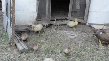 Ev yapımı ördek açık havada dinlenme