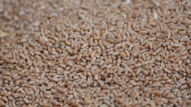 Buğday tahıl yakın çekim