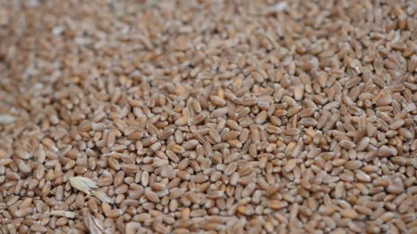 Buğday Tahıl Yakın Çekim — Stok video