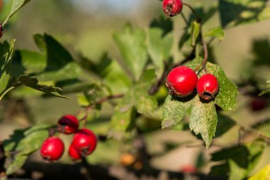 alıç bush açık havada