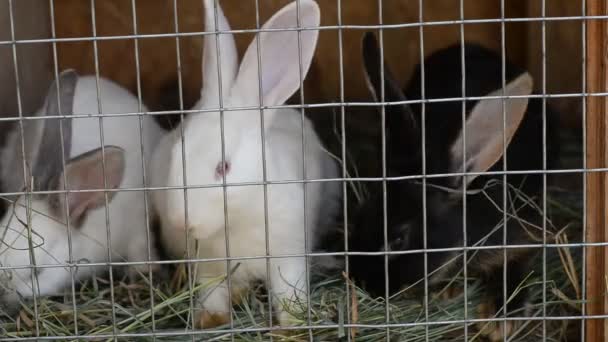 Білі Кролики Клітці — стокове відео
