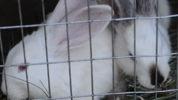 ケージでウサギ — ストック動画