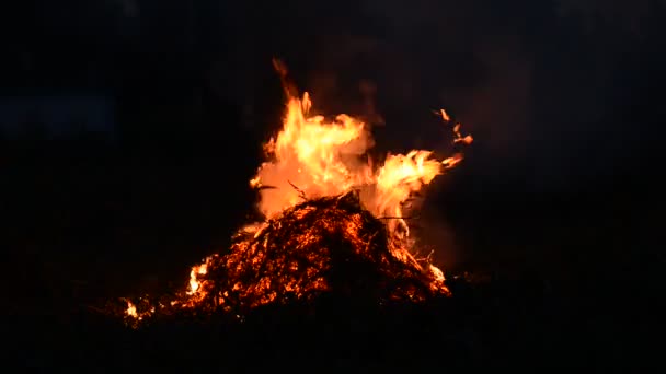 Υφή Της Φωτιάς Φωτιά Μια Μεγάλη Φλόγα Bonfire Γκρο Πλαν — Αρχείο Βίντεο