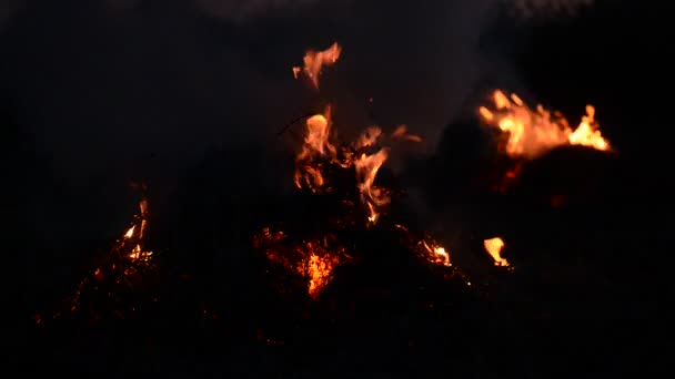 Υφή Της Φωτιάς Φωτιά Μια Μεγάλη Φλόγα Bonfire Γκρο Πλαν — Αρχείο Βίντεο