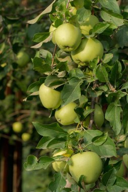 elma ağacı üzerinde büyür. Elmalı Şubesi