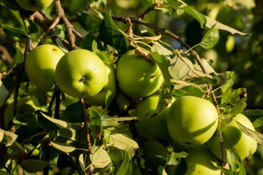 elma ağacı üzerinde büyür. Elmalı Şubesi
