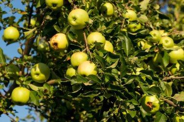 elma ağacı üzerinde büyür. Elmalı Şubesi
