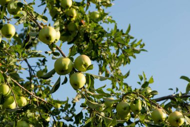 elma ağacı üzerinde büyür. Elmalı Şubesi