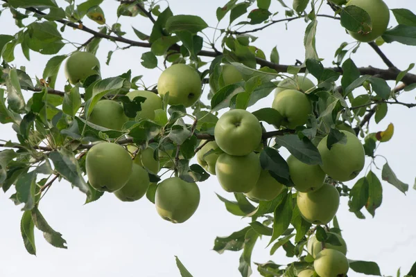 apples grow on a tree. branch with apples